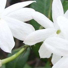 Controlador Impressão e Rede GA 1190 NF. 220001